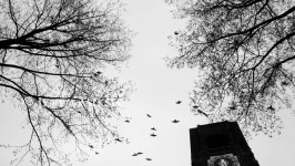 Zadání úkolu: Černobílá fotografie. Amsterdam.